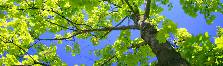 Canopy Thinning services