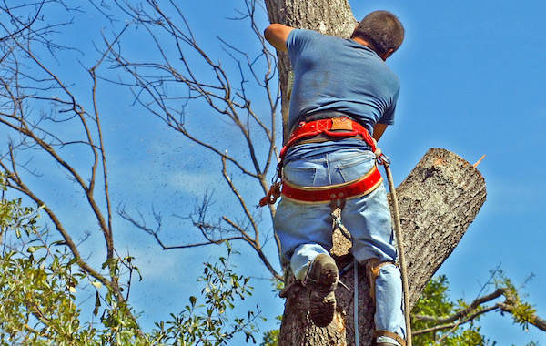 tree lopping and tree felling