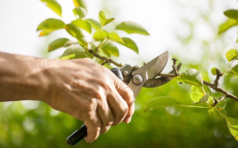 tree maintenance and tree pruning