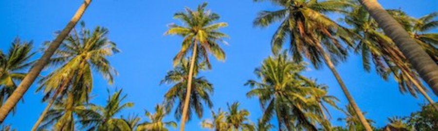 Palm Tree Maintenance 