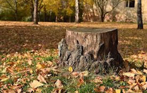 tree stump removal brisbane